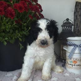 Domino - Parti male Goldendoodle puppy in Freedom, New York from Samantha's Goldendoodles