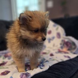 Leon - Orange sable male Pomeranian puppy in Tampa, Florida from Diana's Pomeranians