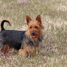 Yara - Australian Terrier