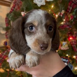 Gus - Piebald male Dachshund puppy in Kingwood, Texas from Southern Pearl Doxies