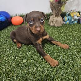 Miniature Pinscher Puppies from Pike's Pups