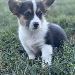 Ivy - Black and tan female Pembroke Welsh Corgi puppy in Mount Carmel, Tennessee from Hidden View Farm
