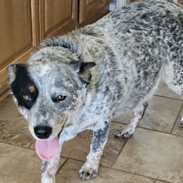 Bailey - Australian Cattle Dog