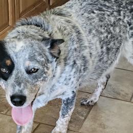 Bailey - Australian Cattle Dog
