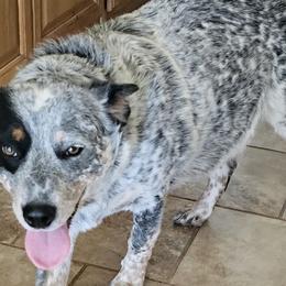 Bailey - Australian Cattle Dog