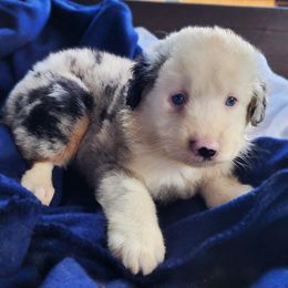 BMF1 - Blue merle female Australian Shepherd puppy in Sunbright, Tennessee from Laudrick Aussies