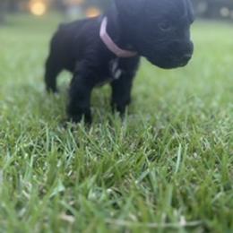 Miniature Schnauzer Puppies from Rebecca LeBoeuf
