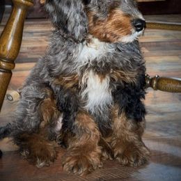 Friday - Blue merle Bernedoodle puppy in Virginia from P3 Kennel