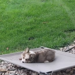 Pembroke Welsh Corgi Puppies from Top-Notch Paws