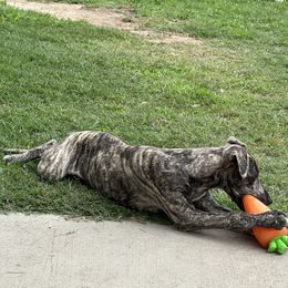 Poodle and Whippet All Grown Up from Charleston Reds Standard Poodles and Whippets