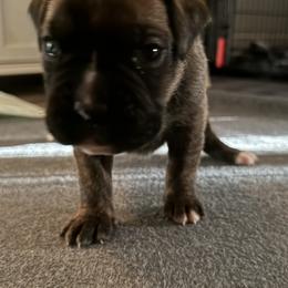 Boy 2 - Brindle male Boxer puppy in Volusia County, Florida from TKR Boxers
