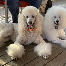 Trevor - Poodle