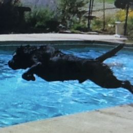 Labrador Retrievers from Iron Lion Labradors