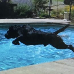 Labrador Retrievers from Iron Lion Labradors