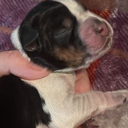 Fritz - Black white and tan English Springer Spaniel puppy in Worthington, Indiana from Fidelis Springer Spaniels