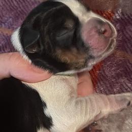 Fritz - Black white and tan English Springer Spaniel puppy in Worthington, Indiana from Fidelis Springer Spaniels
