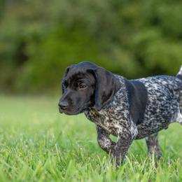 German Shorthaired Pointer and Vizsla Puppies from Nosam Kennels