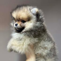 Zenith - Pomeranian