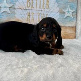Braylee - Black and tan female Dachshund puppy in Colbert, Oklahoma from Brooke Crenshaw