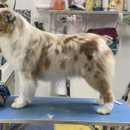 Ty - Australian Shepherd