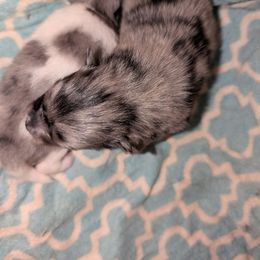 Blue Merle Boy - Blue merle male Pomeranian puppy in Danielsville, Georgia from PassionatePomPoms