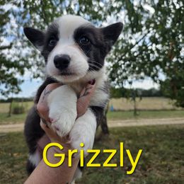 Grizzly - Brindle and white male Cardigan Welsh Corgi puppy in Bland, Missouri from Shadey Lane Corgis