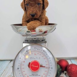 Girl 3 - Poodle puppy in Inman, South Carolina from Raynebow Rose Poodles