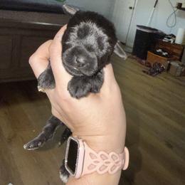 Pink Collar - Black female Schnoodle puppy in Winchester, Tennessee from Mahaffey’s Doodles