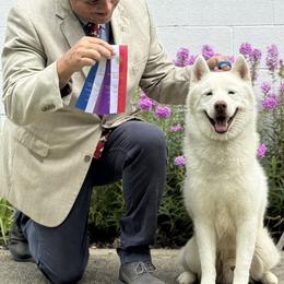 Blitz - Siberian Husky