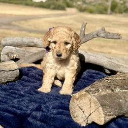 Sierra - Yellow and white female Bernedoodle puppy in Yarnell, Arizona from Boulder Mountain Doodles