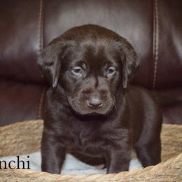 Franchi - Chocolate female Labrador Retriever puppy in Hillman, Michigan from Northrop Farm