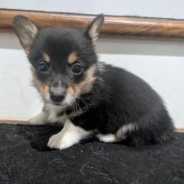 Sunny - Black and tan male Pembroke Welsh Corgi puppy in Brandon, Mississippi from Jenny May’s Corgis