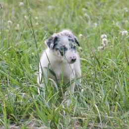 Bell - Blue merle female Border Collie puppy in Salem, Missouri from TiptoeingBorderCollies
