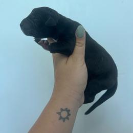 Johnny - Black male Great Dane puppy in Miami, Florida from RP DANES