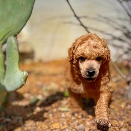 Poodle Puppies from Cityscape Moyen Poodles