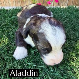Aladdin - Black and white male Aussiedoodle puppy in Bakersfield, California from Annie's Aussies