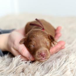 Red - Caramel red male Australian Labradoodle puppy in Williamstown, New York from Lewis Manor Labradoodles