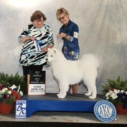 Samoyed All Grown Up from Arctic Edge Samoyeds