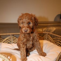 Garrett Popcorn - Goldendoodle puppy from Dos&CoKennels
