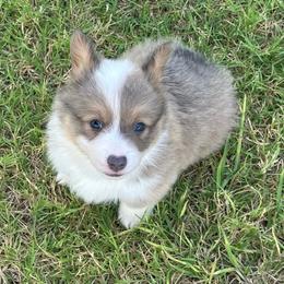 Konrad - Blue male Pembroke Welsh Corgi puppy in Cashion, Oklahoma from Shabby Chic Corgis