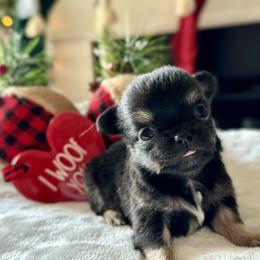 Chihuahua Puppies from Sunset Eves Chihuahuas