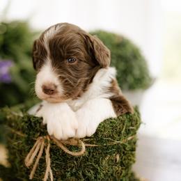 Sutton - Brown and white male Aussiedoodle puppy in Greensboro, North Carolina from Glendale Doodles