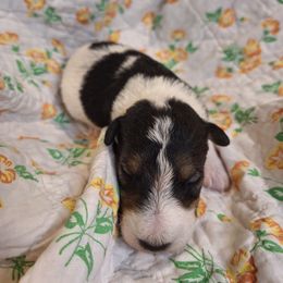 Sir Gawain - White black and tan male Wire Fox Terrier puppy in Lancaster, Missouri from Missouri Meadows Farm