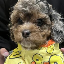 Bernedoodles, Cavapoos, and Cockapoos from Doodley doodles