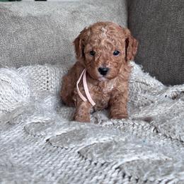 AKC miniature poodle (Pink collar girl) - Apricot female Poodle puppy in Skamokawa, Washington from East Valley Pups