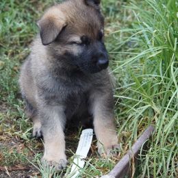 Boy 1 - Sable German Shepherd puppy in El Sobrante, California from Zwinger vom Patiala