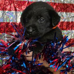 Girl 6 - Black female Labrador Retriever puppy in Holyoke, Massachusetts from Urban Oak Labradors LLC