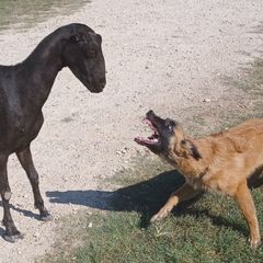 Skoll - Belgian Tervuren