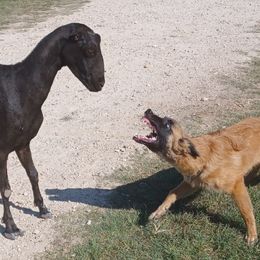Skoll - Belgian Tervuren