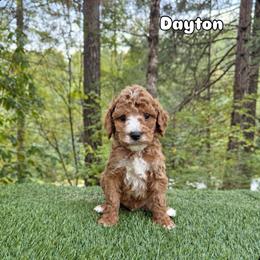 Dayton - Red  male Goldendoodle puppy in Roseburg, Oregon from Dbos Furry Friends